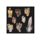 Hen Feathers