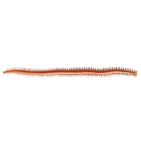 Centipede-Style_Clam_Worm-Brown