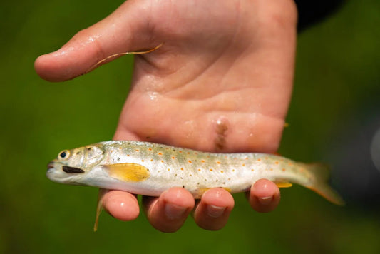 Why Micro Fishing Rod Is So Popular ?