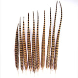 Cock Pheasant Tail Feathers