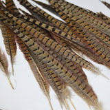 Cock Pheasant Tail Feathers