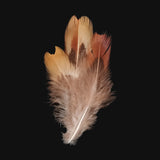 Hen Feathers