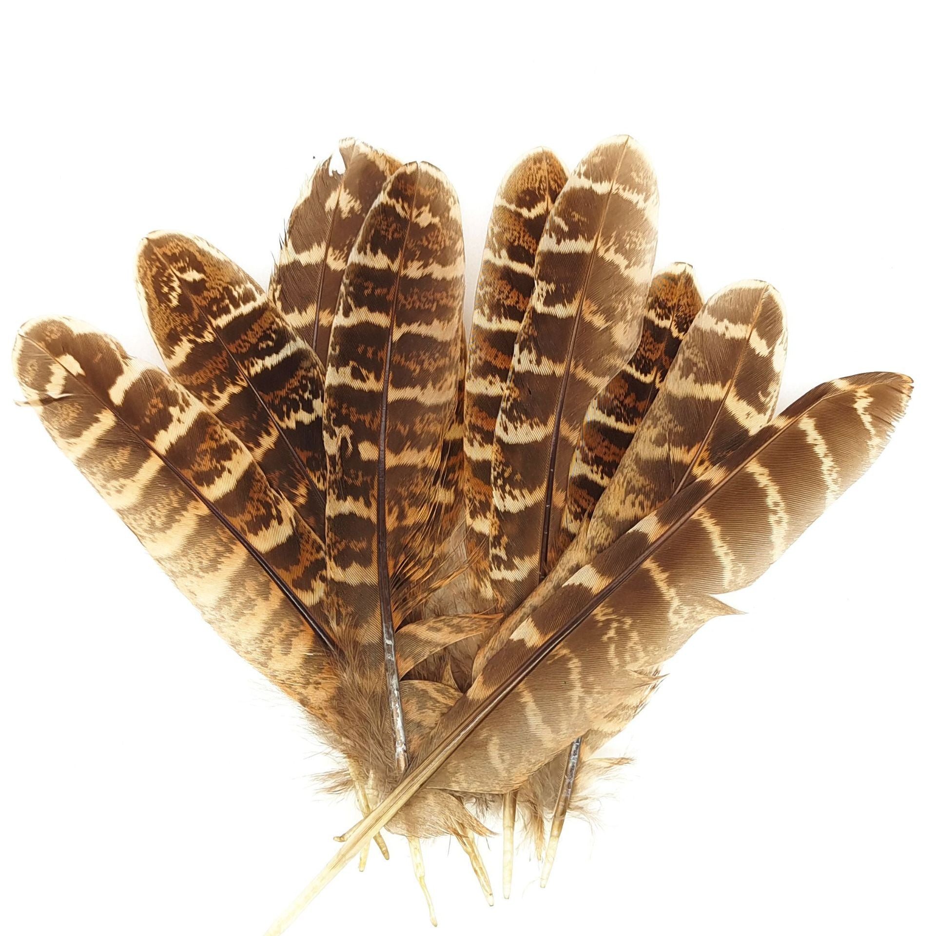 Brown Striped Nest Feather